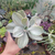 Echeveria Decora variegata (pote 11)