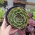 Echeveria Brown Rose (pote 15)