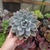 Graptoveria Opalina (pote 15)