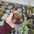 Crassula Perforata variegata (pote 09)