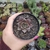 Echeveria Punita (pote 09)