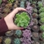 Sedum Shangrila (pote 09)