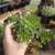 Sedum Atlantis (pote 06)