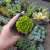 Echeveria Letizia (pote 06)