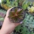 Peperomia Graveolens (pote 09)