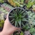 Haworthia (pote 11)