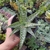 Aloe Rauhii (pote 09)