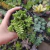 Crassula Argentina (pote 09)
