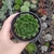 Echeveria Rosalinda (pote 09)