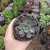 Echeveria Brisa (pote 09)