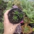 Sedum Jet Beads (pote 09)