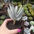 Cotyledon Elk Horns (pote 09)