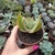 Aloe Striata (pote 09)