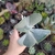 Kalanchoe Orbiculata (pote 09)