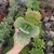 Kalanchoe Marmorata (pote 09)