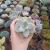 Graptopetalum Victor (pote 09)