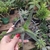 Aloe hibrida 02 (pote 09)