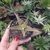 Aloe hibrida 01 (pote 09)