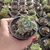 Sedum Clavatum (pote 09)