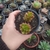 Sedum Joyce Tulloch (pote 09)