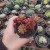 Sedum Aurora (pote 09)