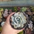 Echeveria Caly Argentea (pote 09)