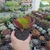 Kalanchoe Vivien (pote 09)