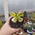 Jade Lemon Lime (pote 09)