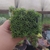 Sedum Lineare (pote 06)