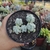 Sedum Hintonii (pote 09)