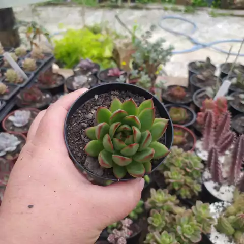 Agavoide Christmas (pote 9)