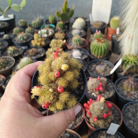 Mammillaria Prolifera (pote 07)