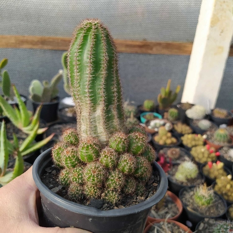 Echinopsis Chamaelobivia (pote 09)