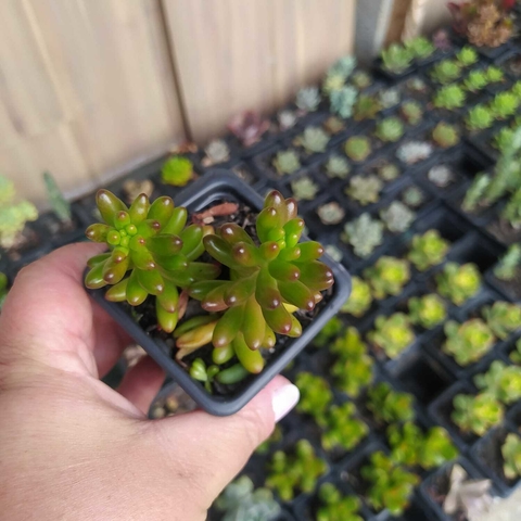 Sedum Rubrotinctum (pote 06)