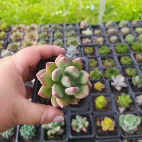 Pachyphytum Dr Cornelius (pote 06)