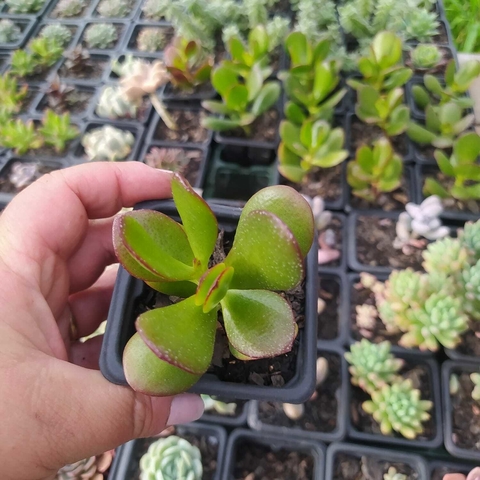 Jade (pote 06)