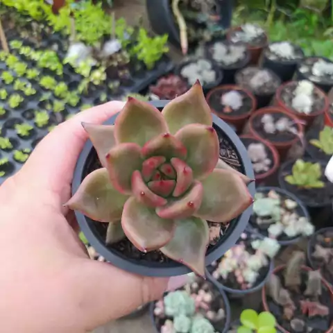 Agavoide Galaxy Mars (pote 09)