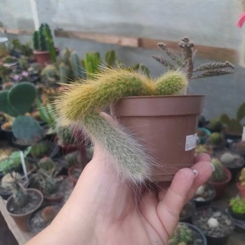 Rabo de Macaco (pote 09)