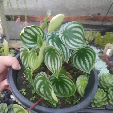Peperomia melancia (cuia 21)