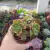 Aeonium Castello Paivae vs Sarae (pote 09)