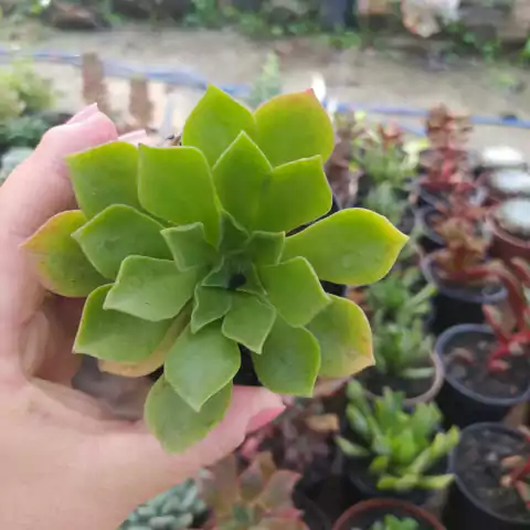 Aeonium Werdemanniano (pote 09)