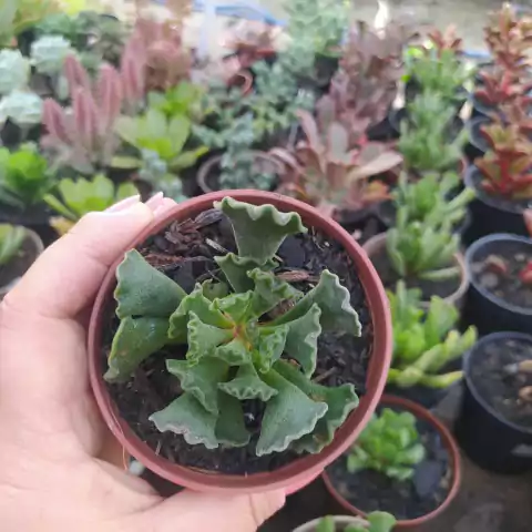 Adromischus Cristatus (pote 09)