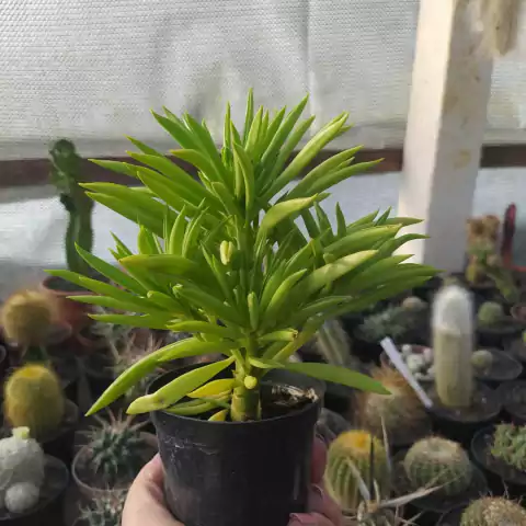 Peperomia Ferreyrae (pote 09)