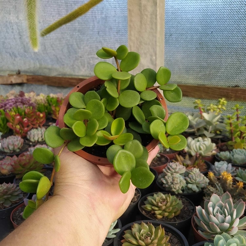 Peperomia Hope (cuia 13)
