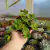 Peperomia Hope (cuia 13)