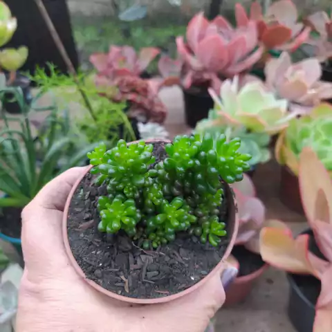 Sedum Red Berry (pote 09)