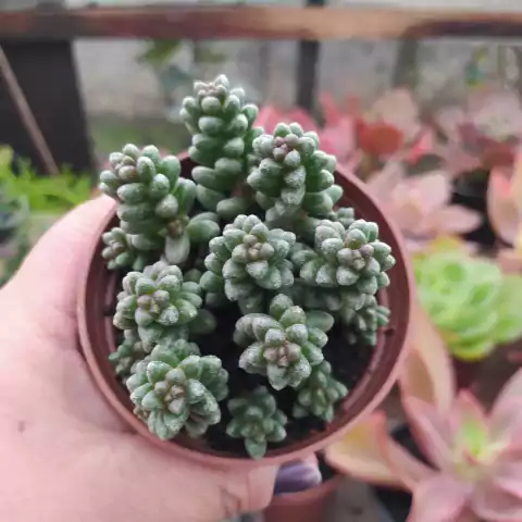 Sedum Furfuraceum (pote 09)