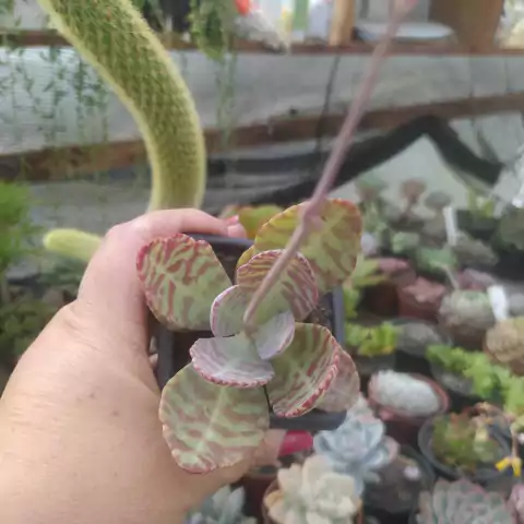 Kalanchoe Humilis (pote 06)