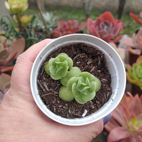 Adromischus Caryophyllaceus (pote 09)