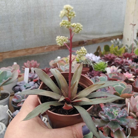 Crassula orbicularis var. rosularis (pote 09)